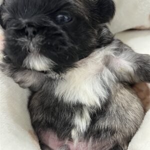 ペキニーズ　フォーン　男の子 1　2025/11/25生